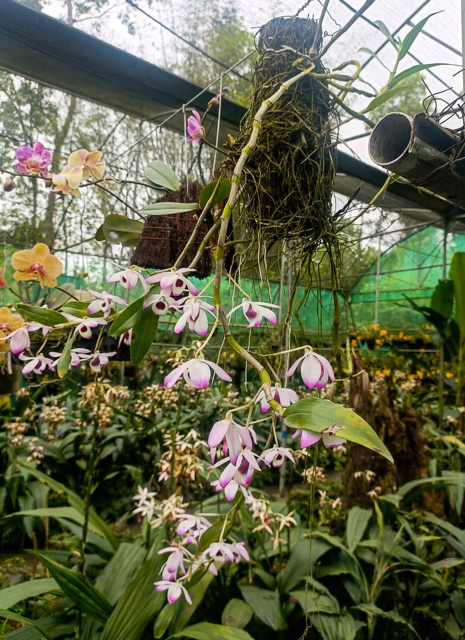 orchid_sikkim_national_flower